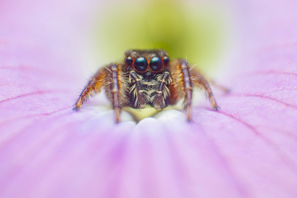 Photograph by H Gunathilake Malmi