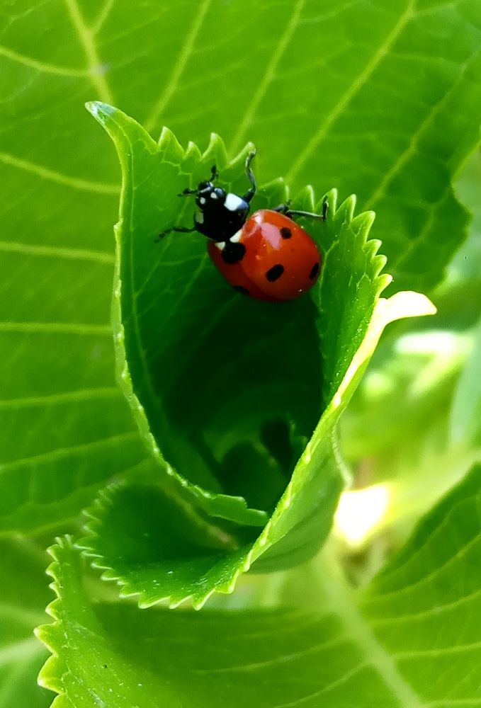 Photograph by Kapil Singh