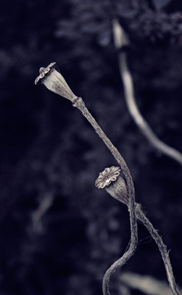 Photograph by Marina Sochirca