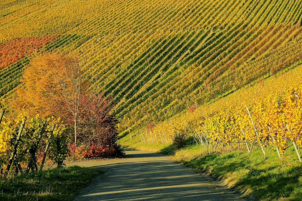 Photograph by Elena Gebert