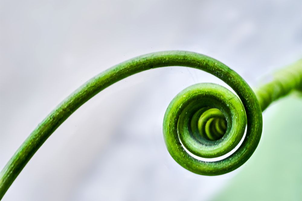 El espiral de Fibonacci en la naturaleza