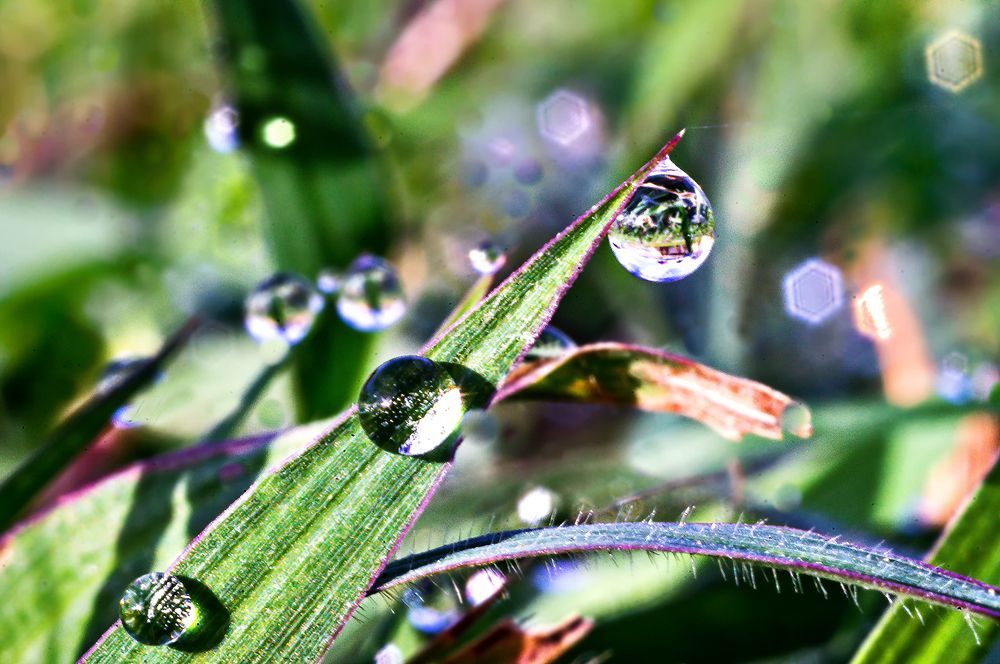 Micro mundo en la grama 1
