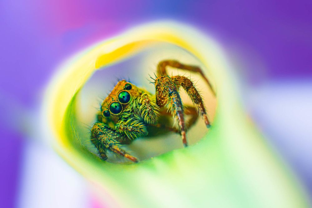 Photograph by Pramod Naween Padmananda