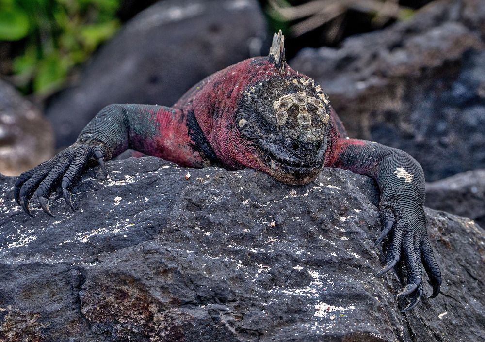 Фотография автора andrey gagarin