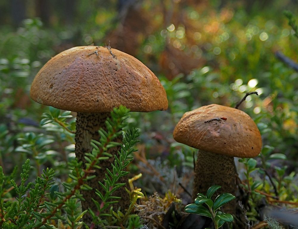 Photograph by Евгений Яковлев