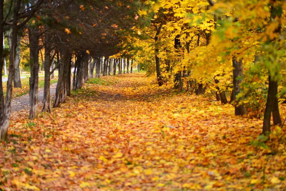 Photograph by Виктория Гарькавенко