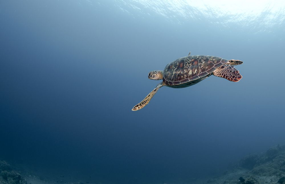 Photograph by Андрей Савин