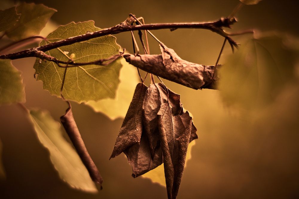 Photograph by Александр Данилов