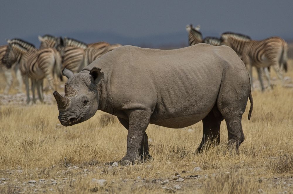 Фотография автора Сергей Довжик