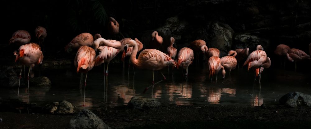 Twilight Flamingos