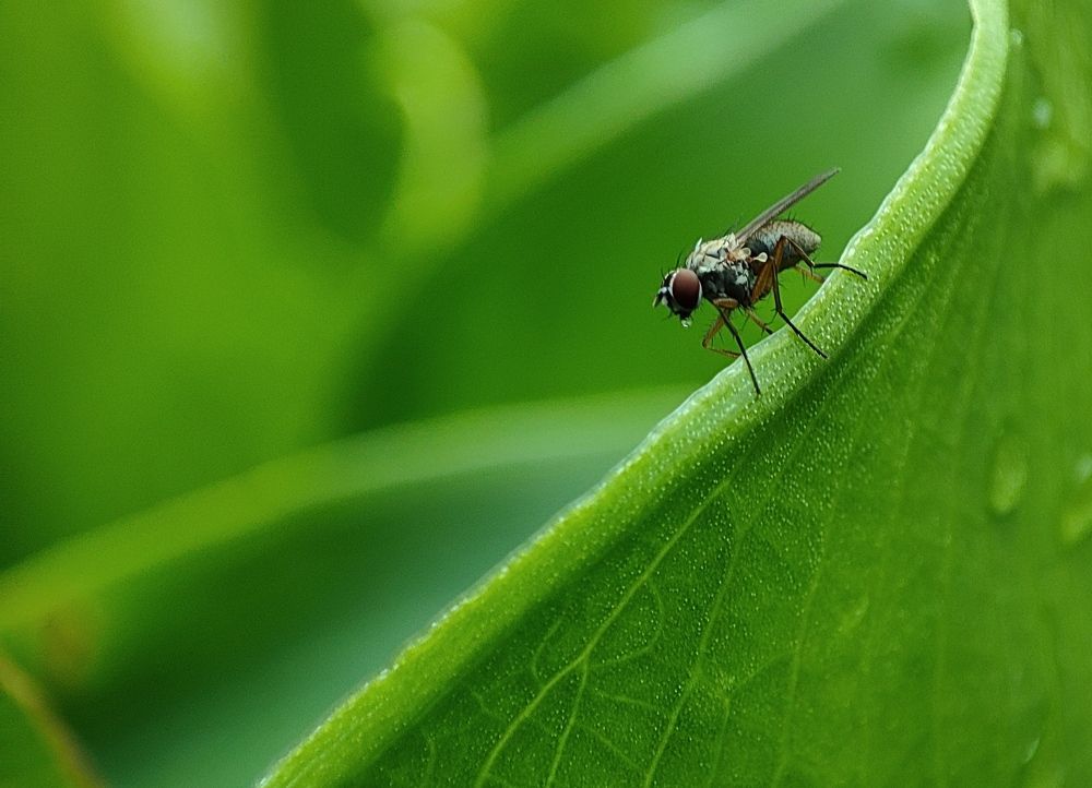 A house fly near a big leaf