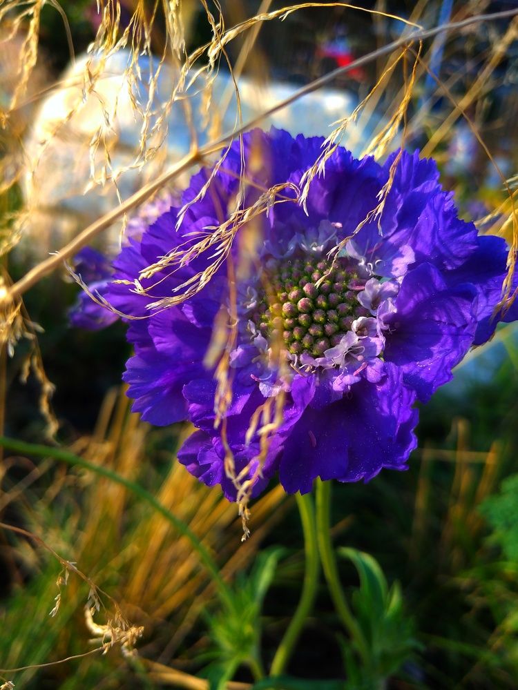 Фиолетовый незнакомец