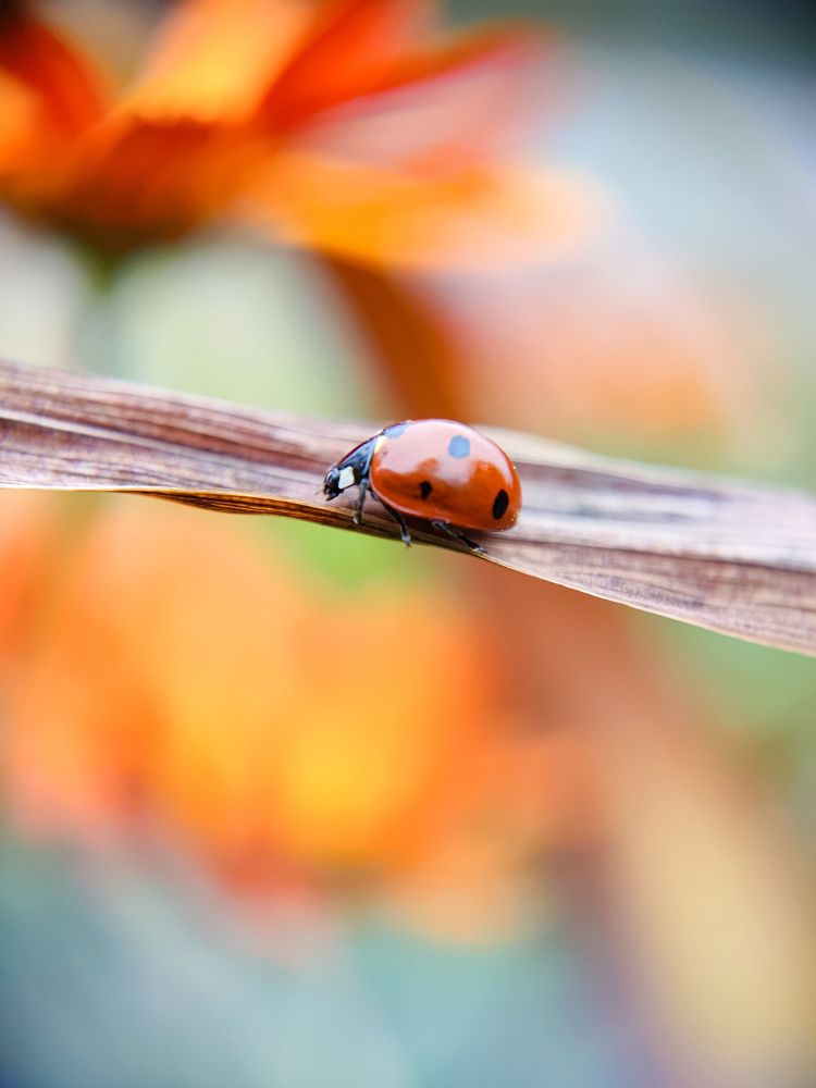 Photograph by Olga Royanova