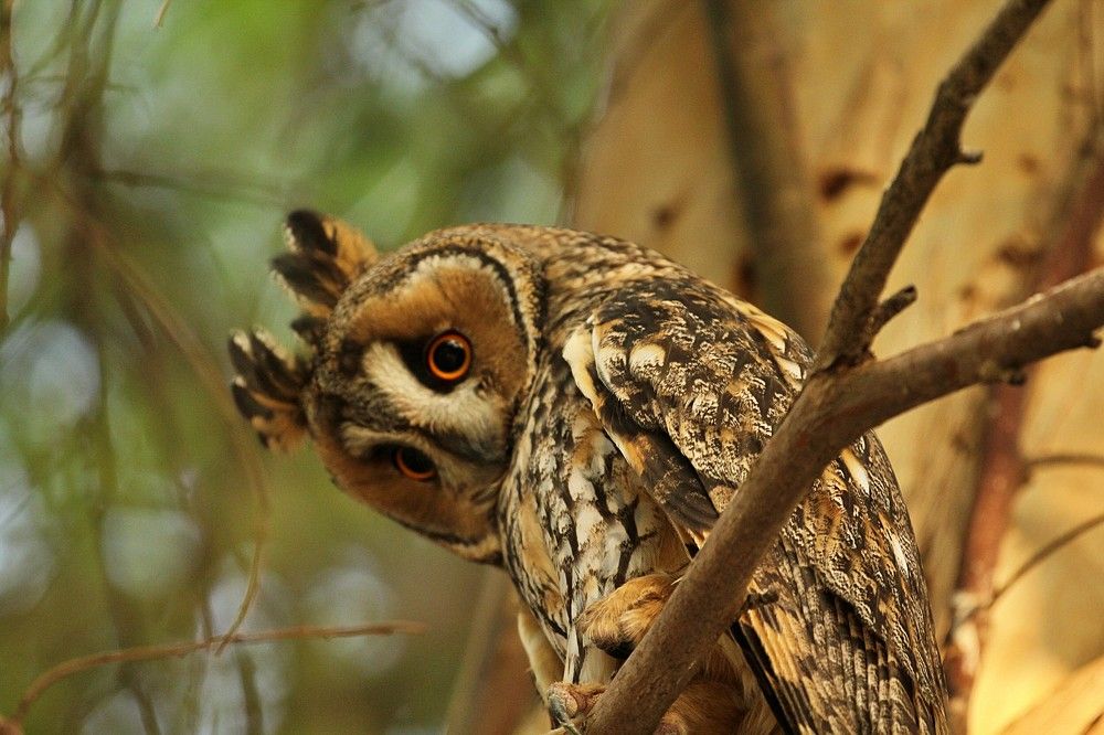 A tree owl