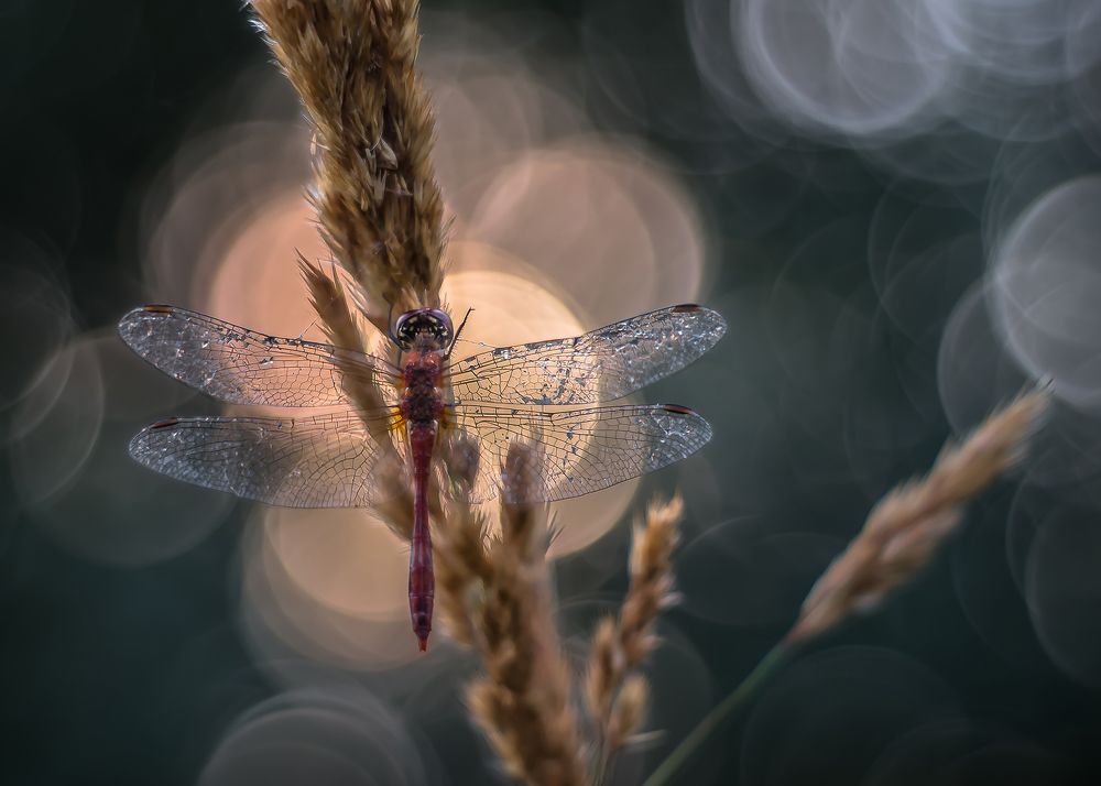 Photograph by Чепленко Алексей