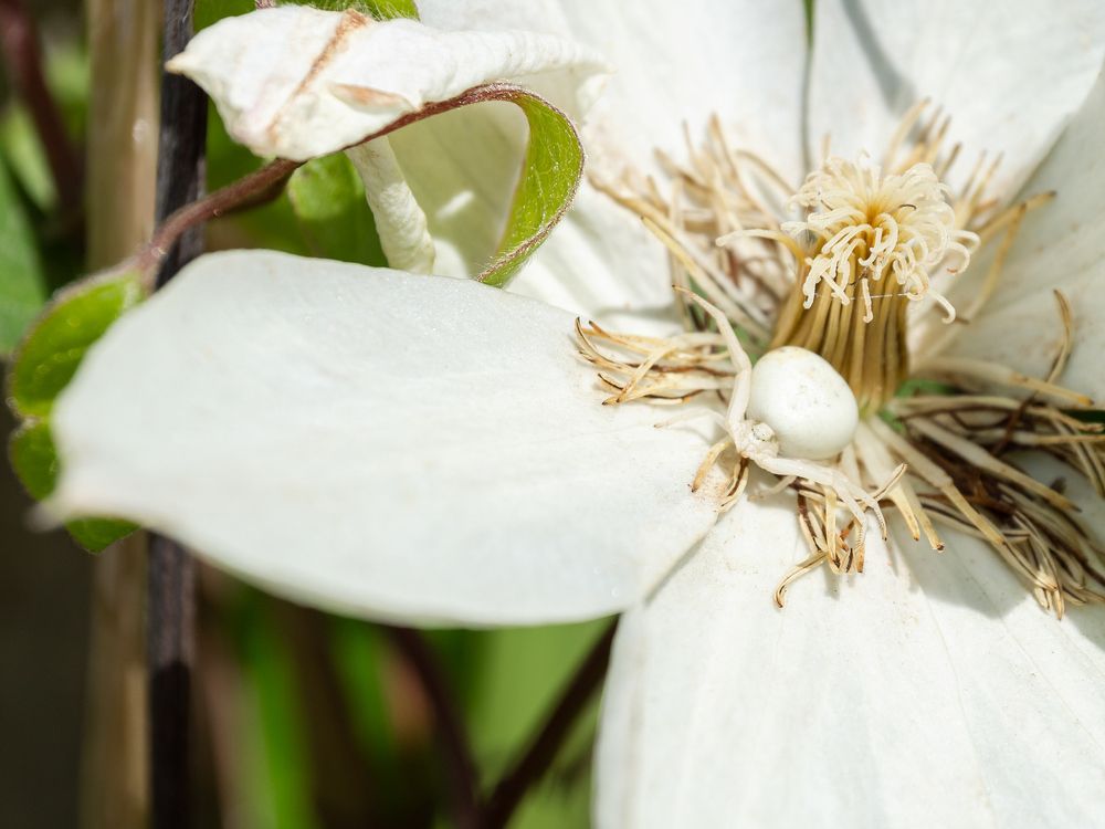 Мастер маскировки