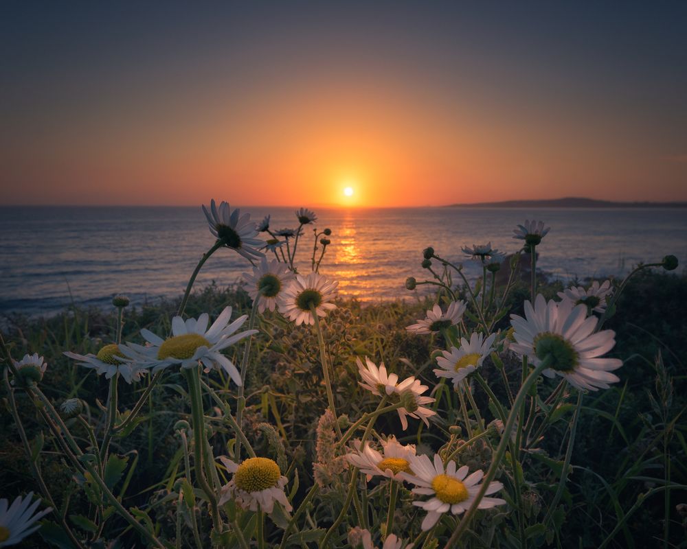Sunset with flowers