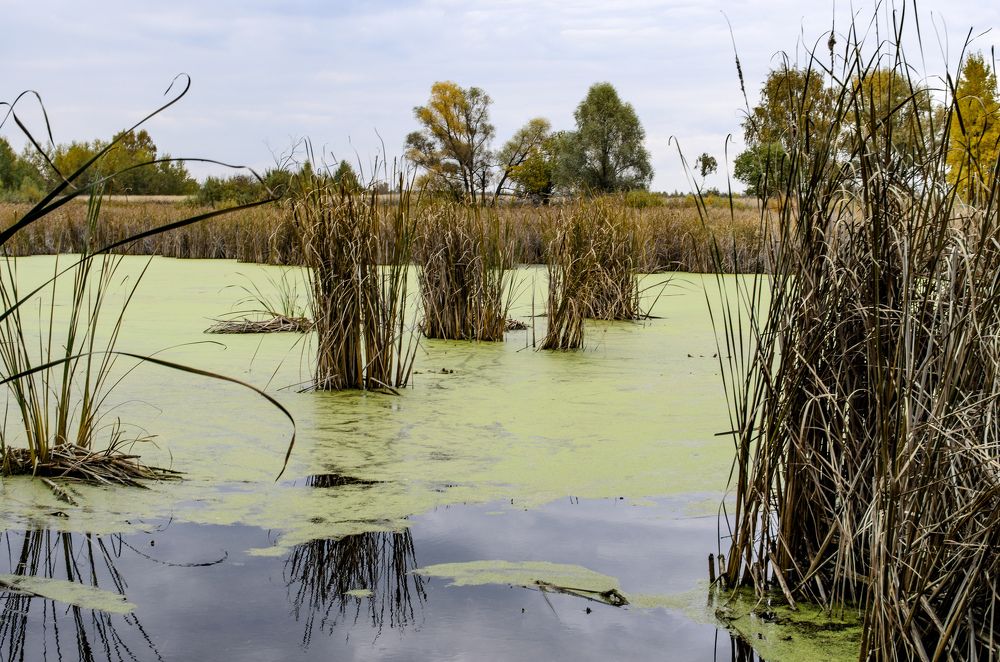 Photograph by Грашин Игорь Алексеевич
