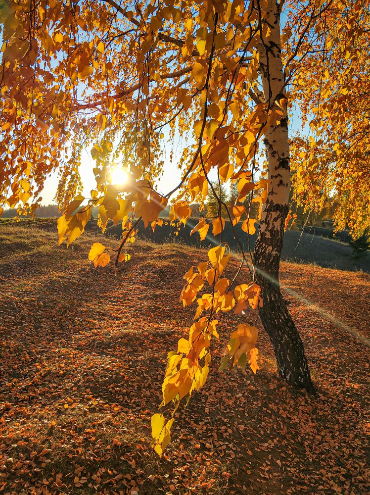 Золото осени 2021!