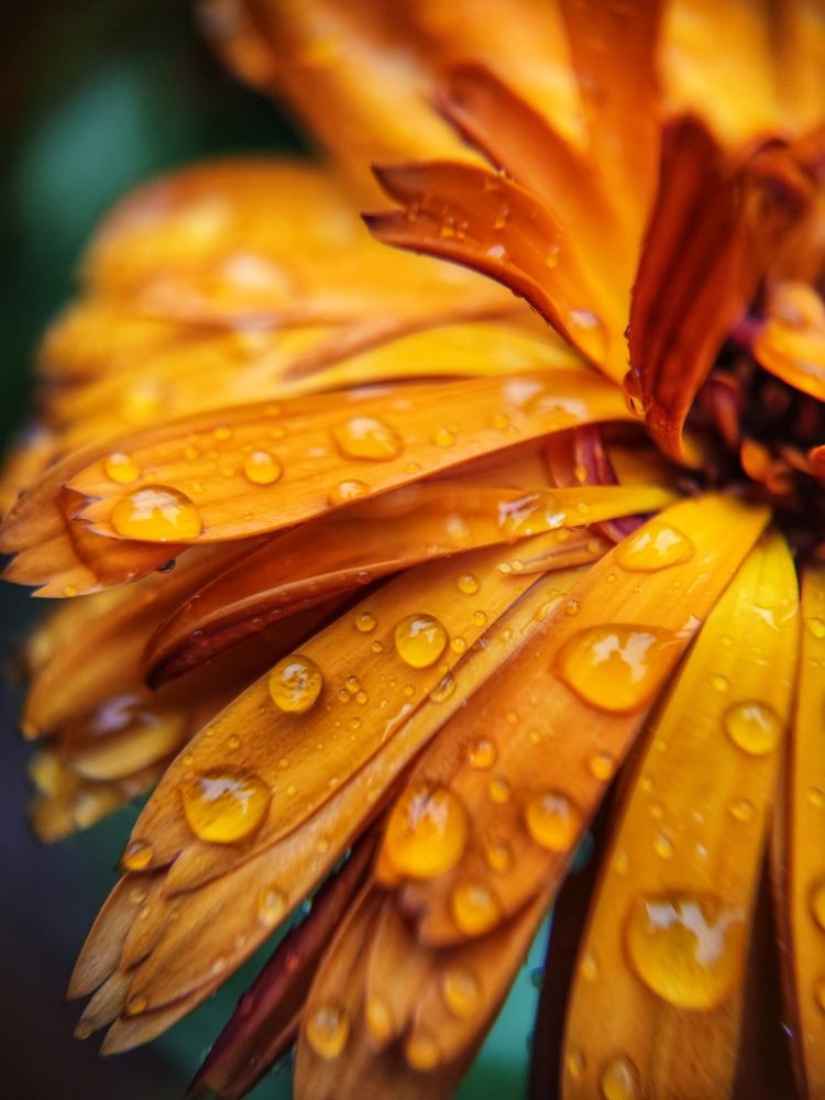 Photograph by Olga Royanova