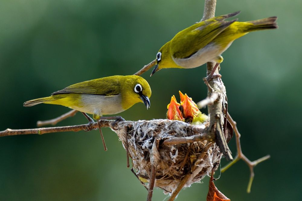 The Oriental white-eye Family