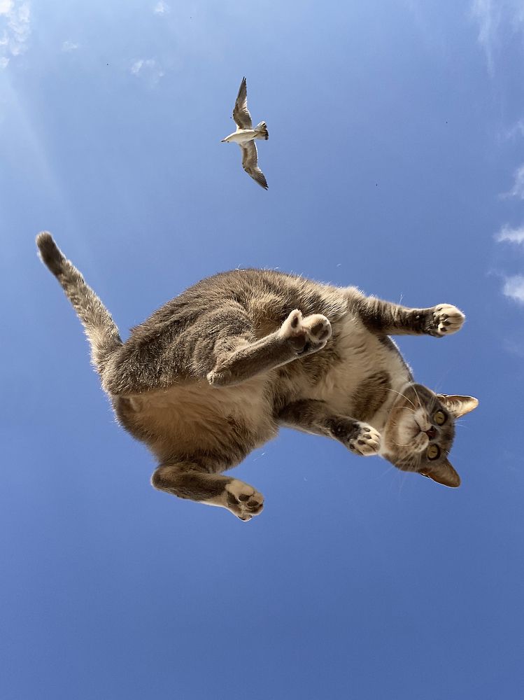 Cat Jump