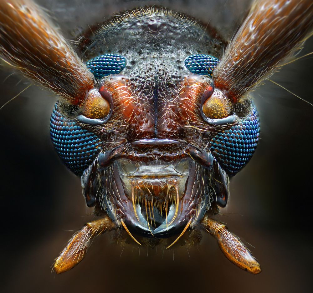 Photograph by Eduardo Modolo