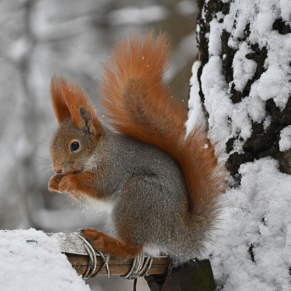 Photograph by Алексей Гордеев