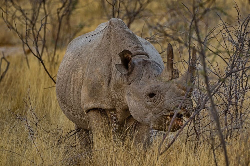 Завтрак аристократа