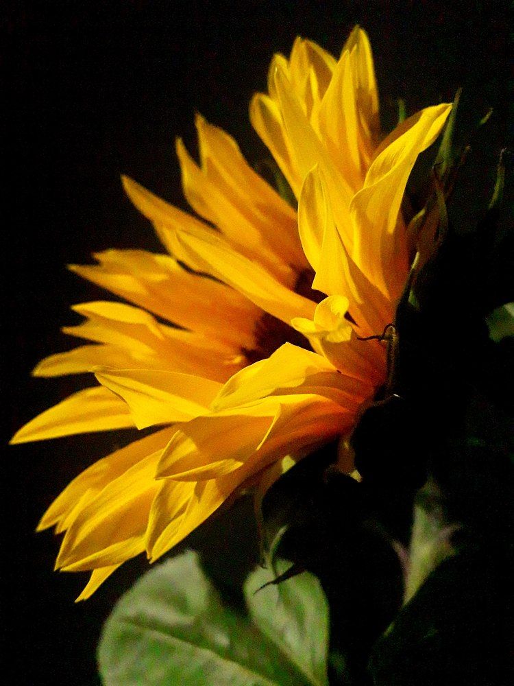 Photograph by Helen Seleznova