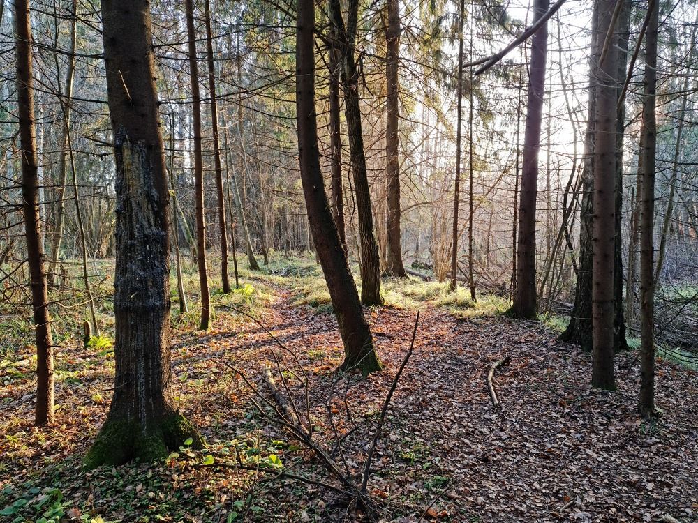 Осенний лес