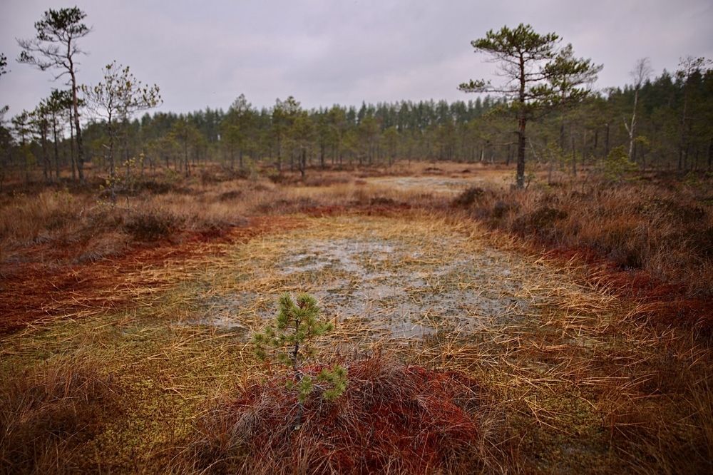 Photograph by Ольга Одаренко