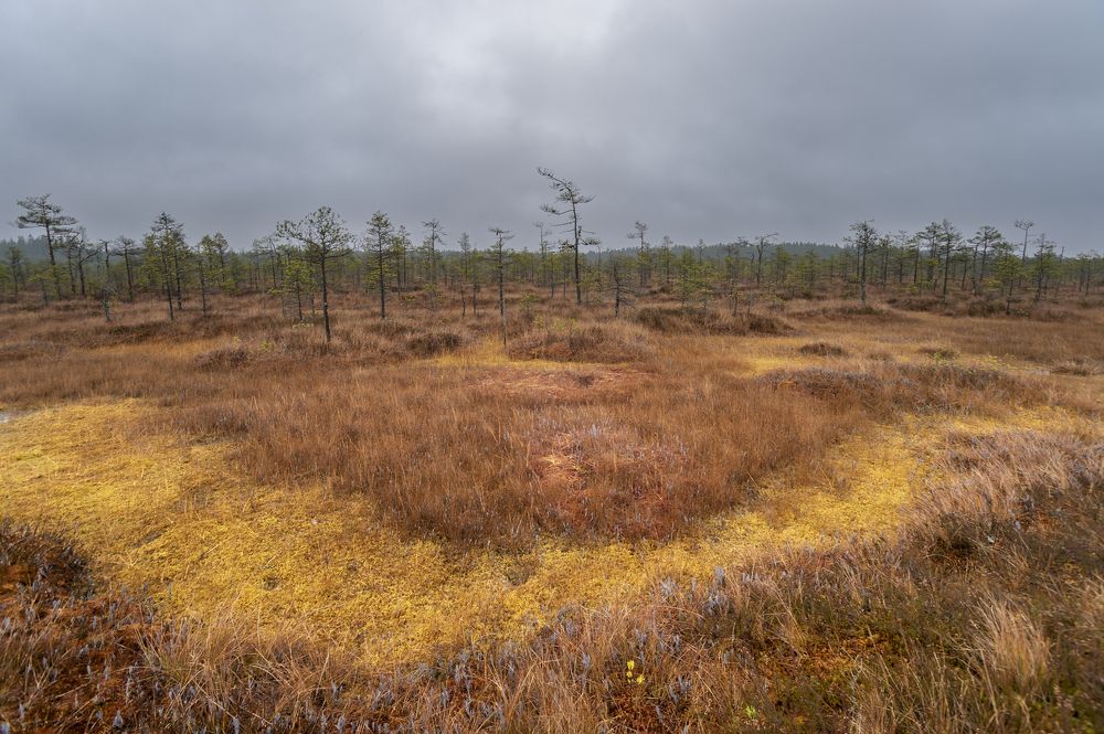 Photograph by Владимир Прядивный