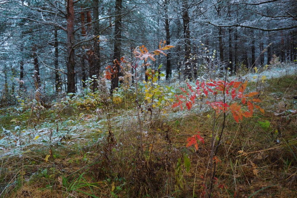 Первый снег.