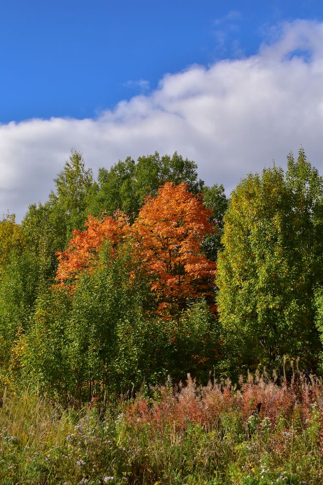 В начале осени.