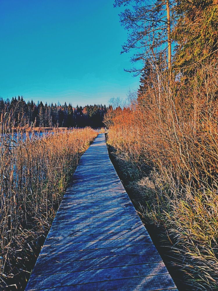 Фотография автора Алла