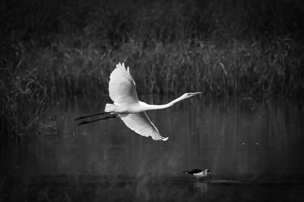 Soaring Great Egret