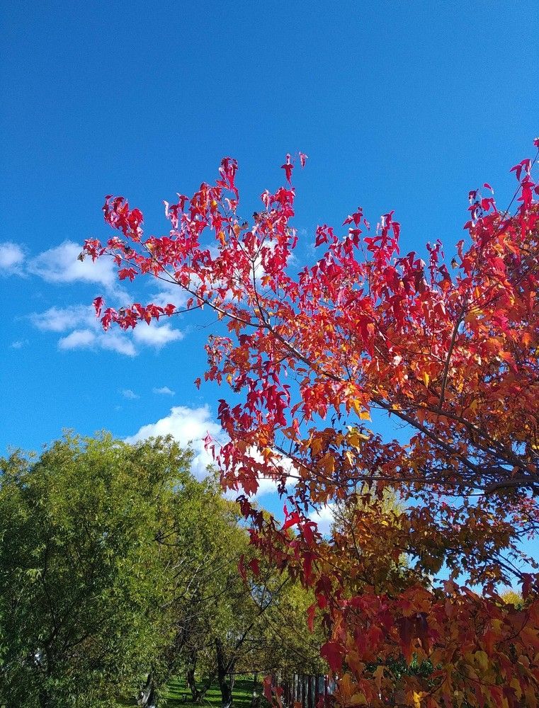 Autumn maple