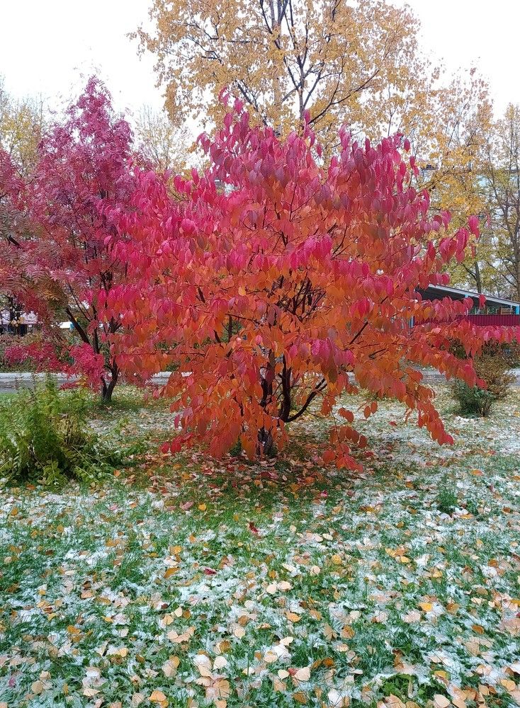秋の桜と雪