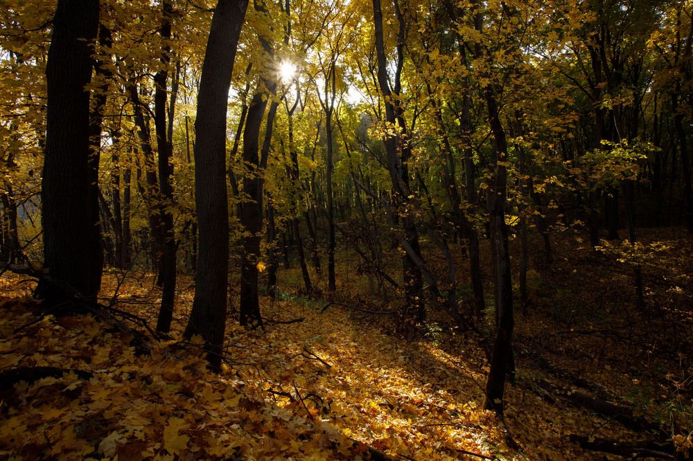 Photograph by Фёдор Передиреев