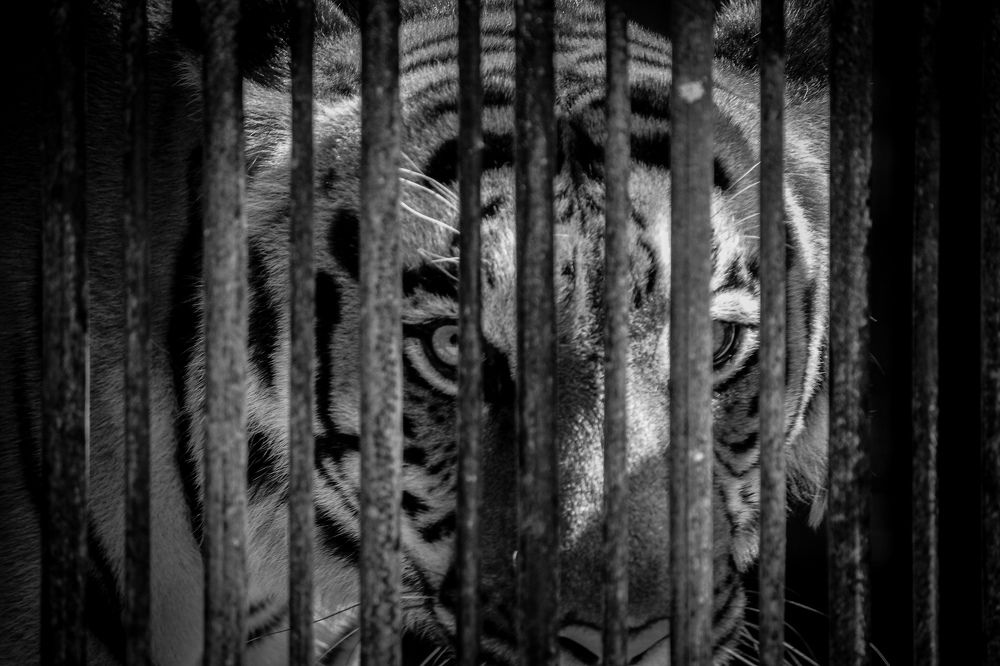 Фотография автора Shibnu