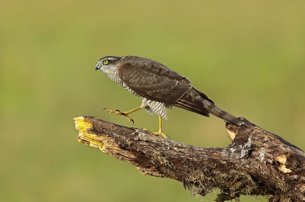 Фотография автора Александр Гусар