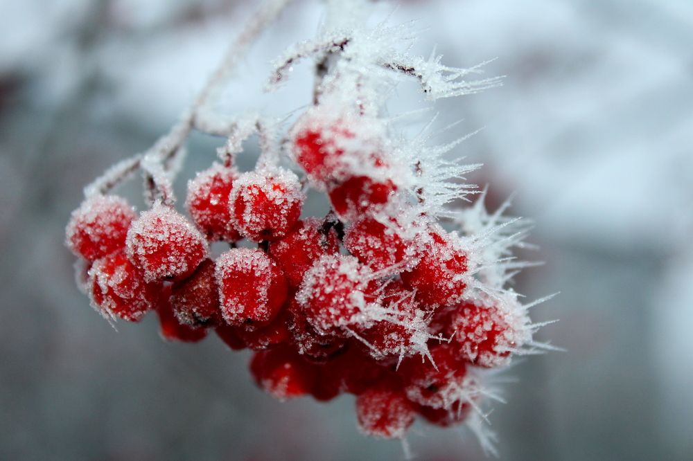 Photograph by Ирина Чечкина