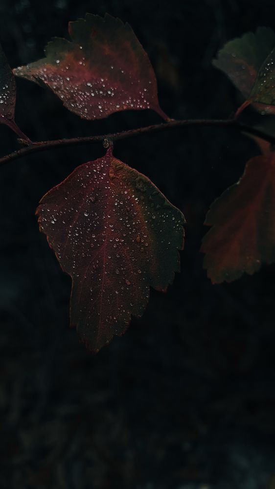 Photograph by Виктор Литошик