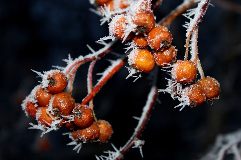 Photograph by Ирина Чечкина