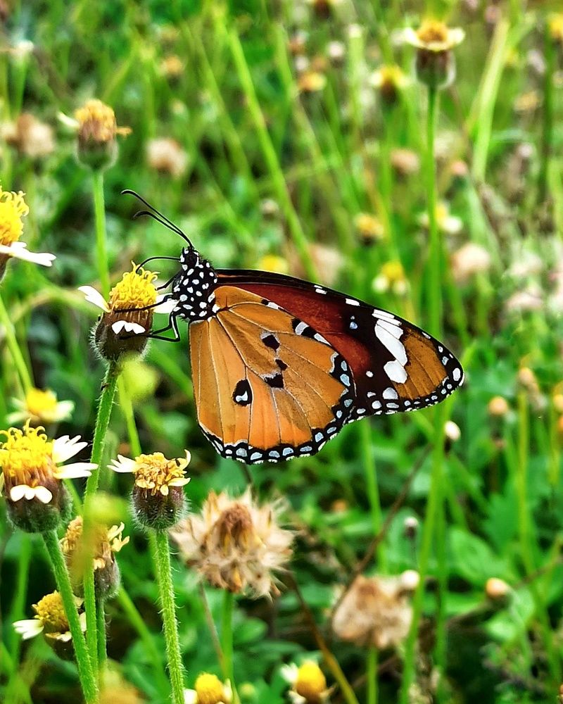 Photograph by Pon Malar