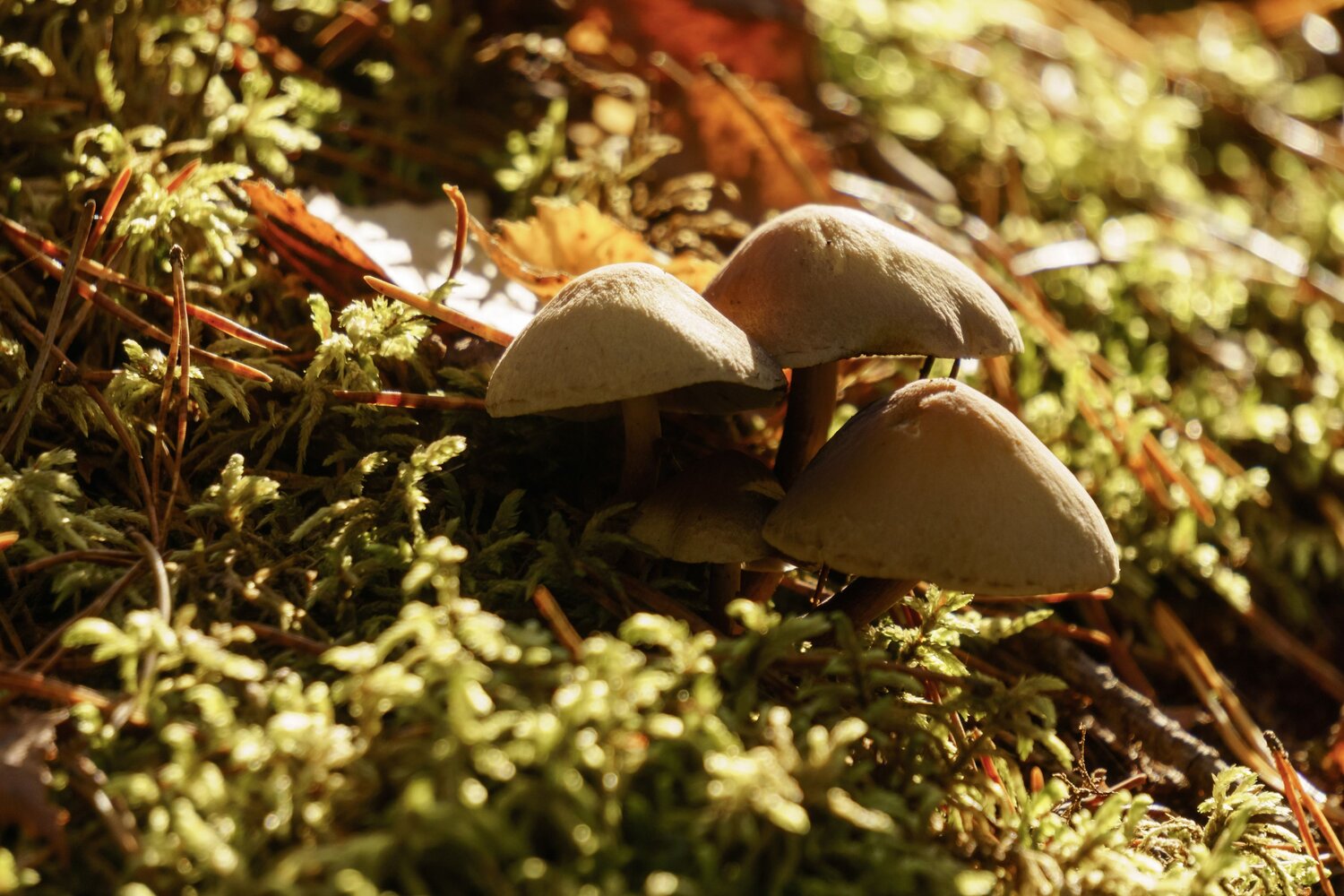 Photo #6667754