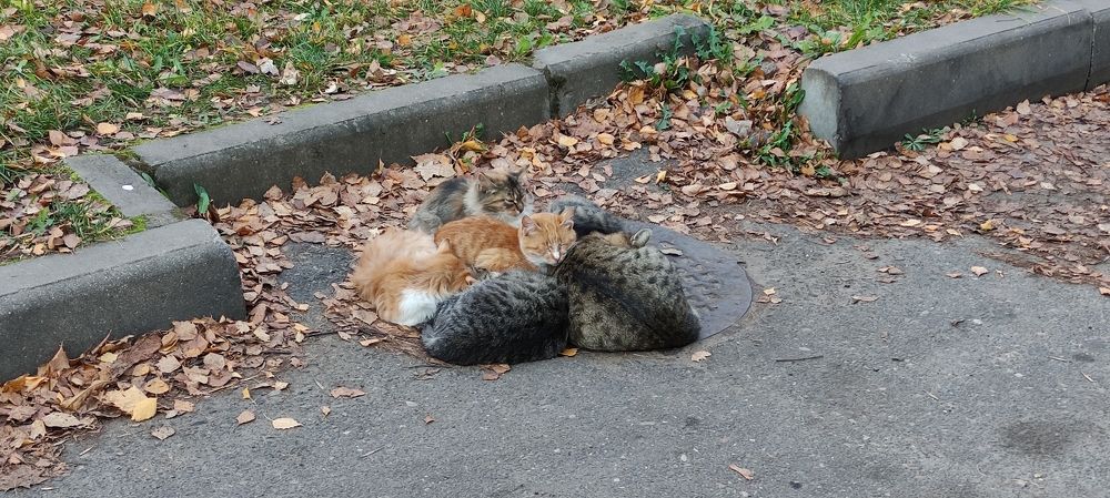 Фотография автора Novoseltsev Konstantin