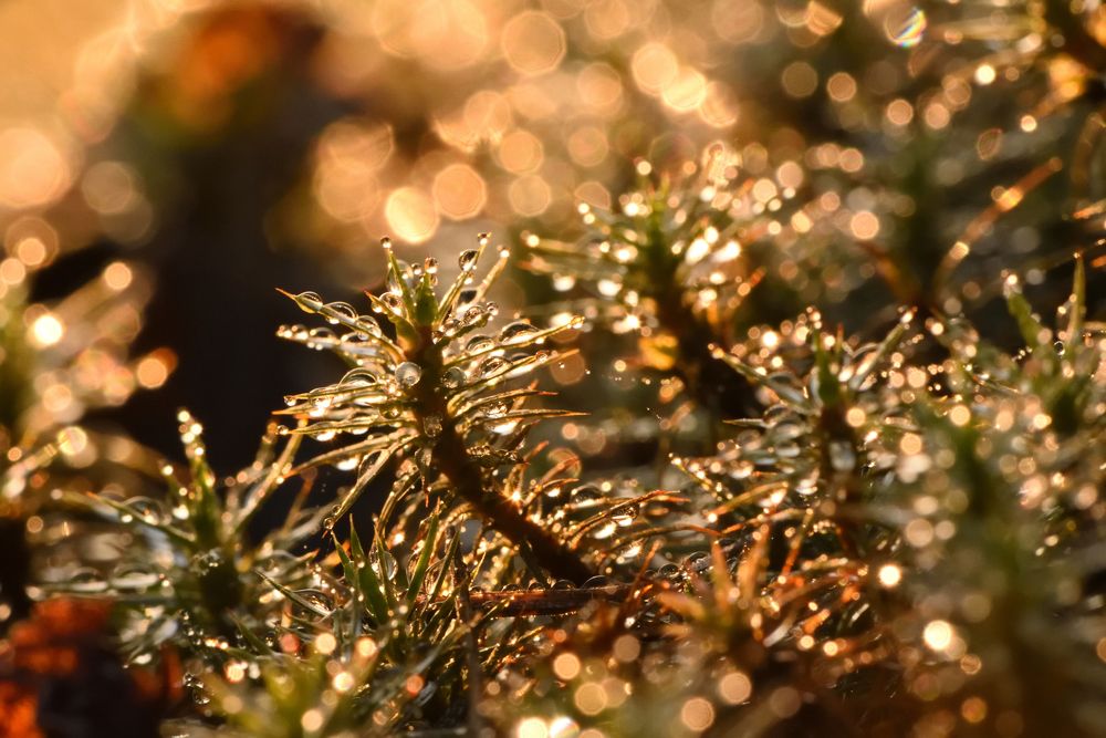 Photograph by Семен Батов