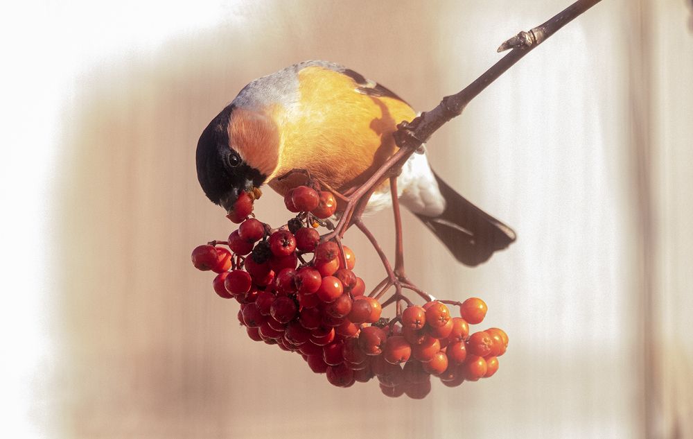 Photograph by Светлана Барабанщикова